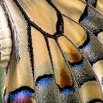 _04B7141 Machaon profil